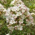 Viburnum burkwoodii (2)